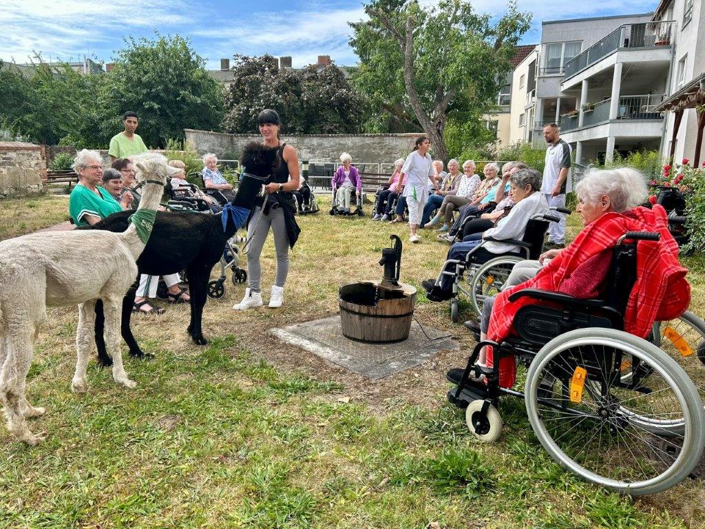 Besuch der Alpakas im Altenpflegeheim