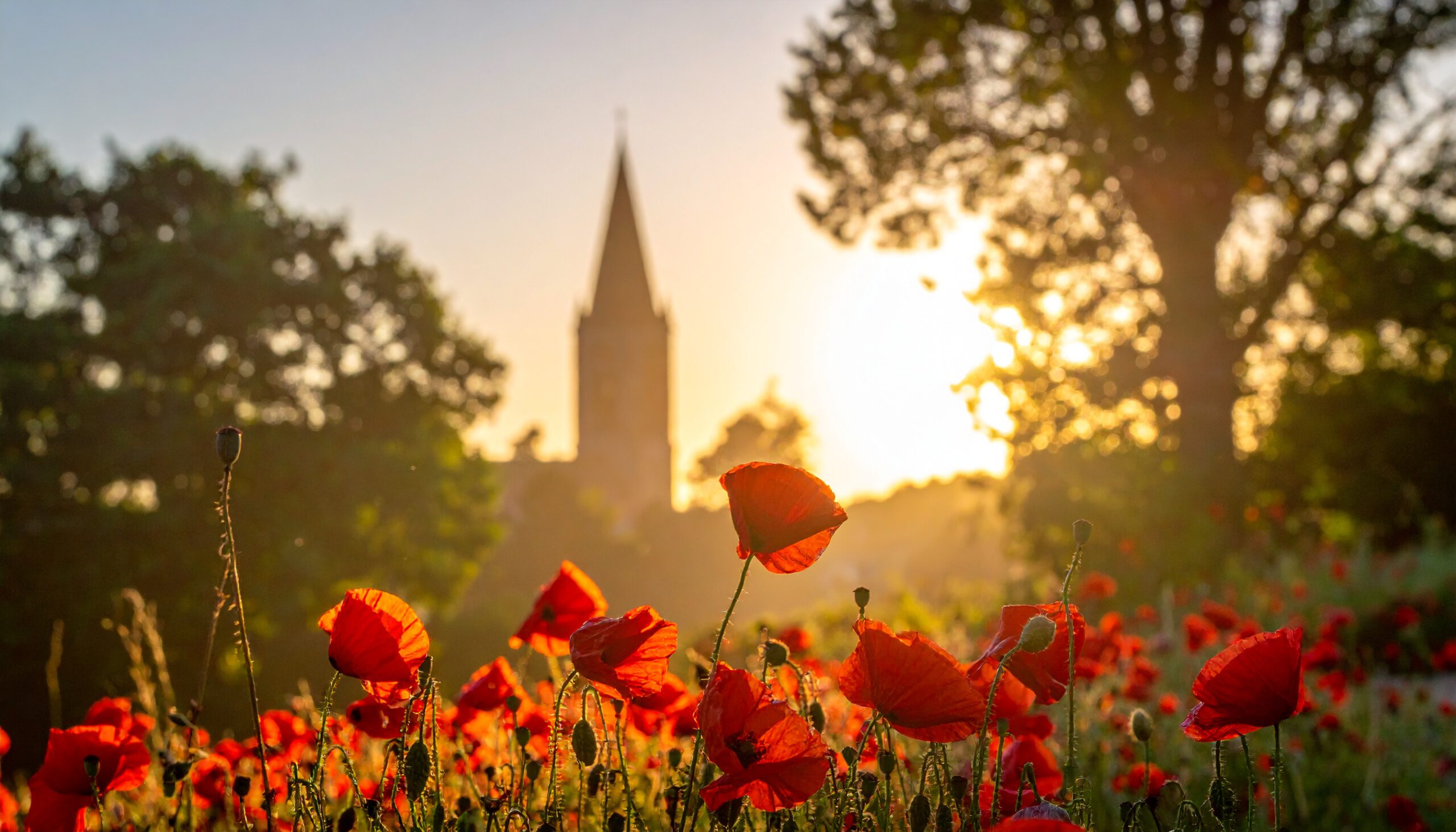 Mohnblumenwiese mit Kirchturm im Hintergrund