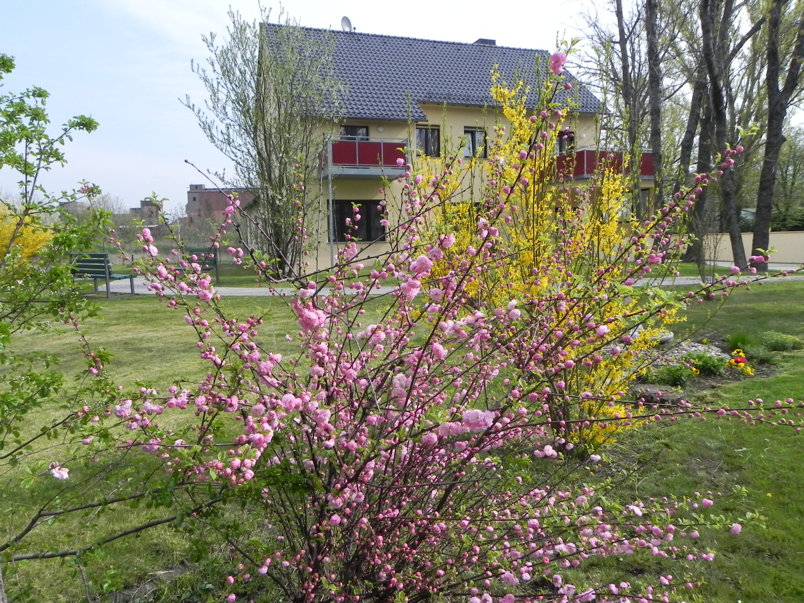 Garten und Gebäude des St. Wenzelstifts in Könnern