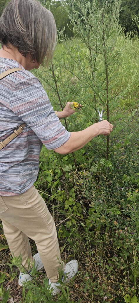 Kräuterwanderung für Trauernde