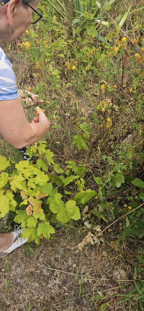 Kräuterwanderung für Trauernde