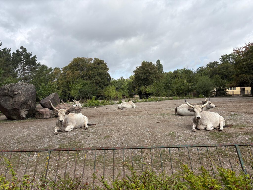 Tiergarten Bernburg, Tiere