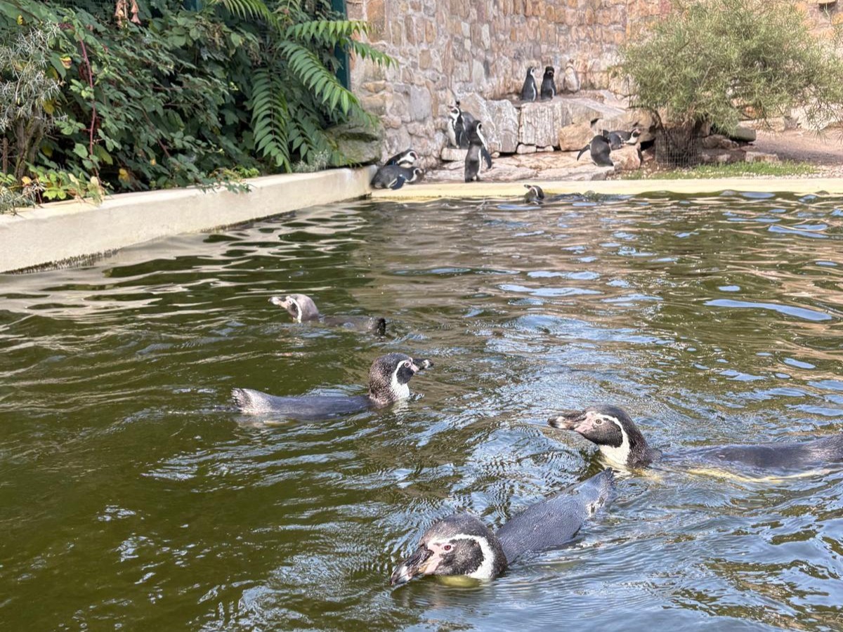 Tiergarten Bernburg, Pinguine