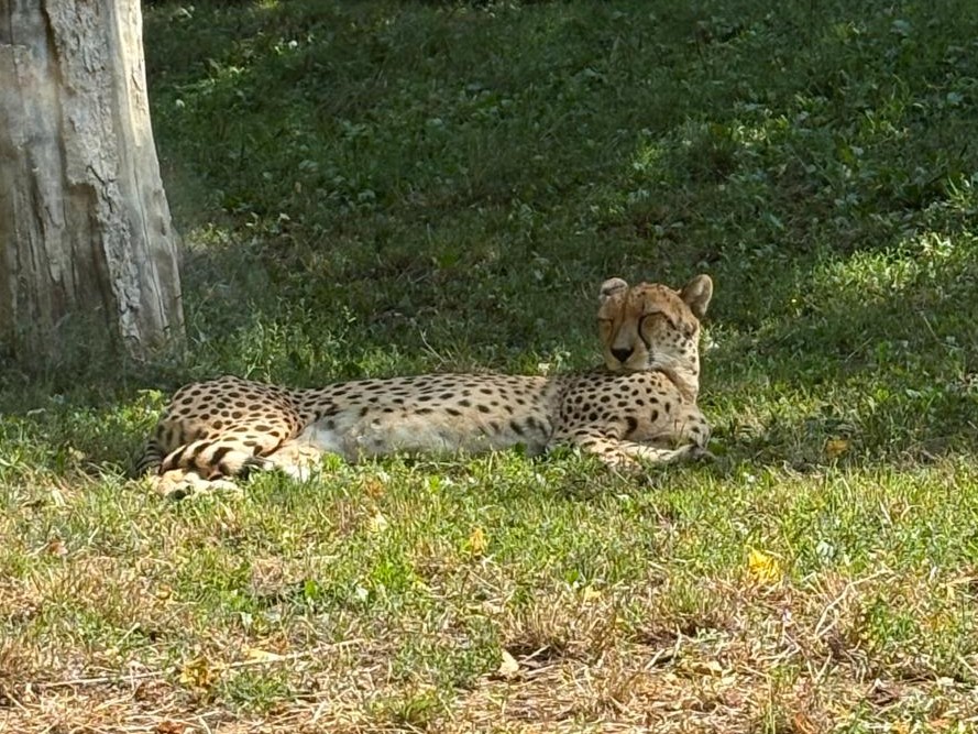 Tiergarten Bernburg, Leopard